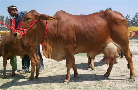 But there is a <b>type</b> of this breed which is consistently white. . Special type of horned cattle found in india